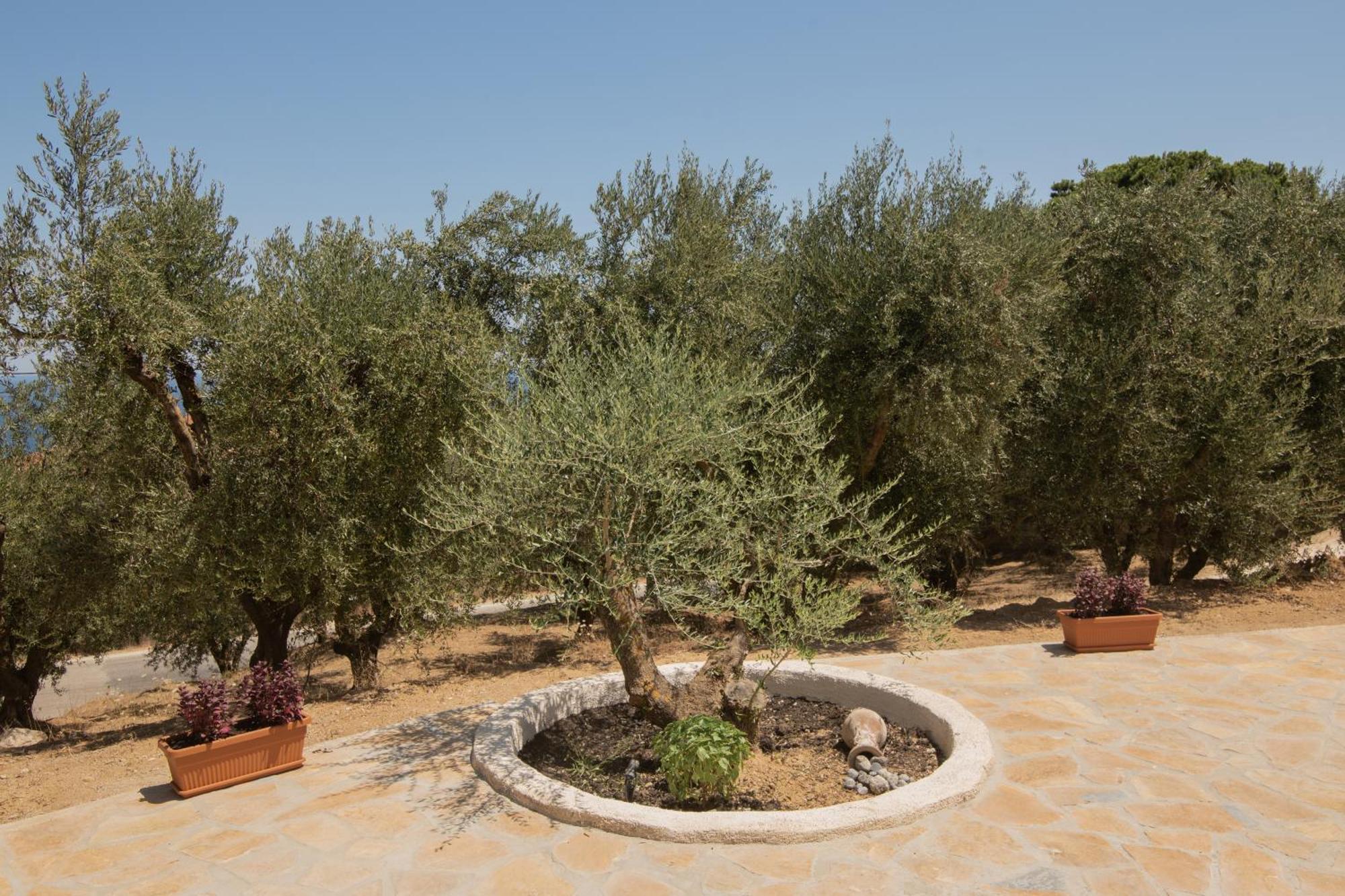 Cossoro Villas Zakynthos Xirokastellon ห้อง รูปภาพ